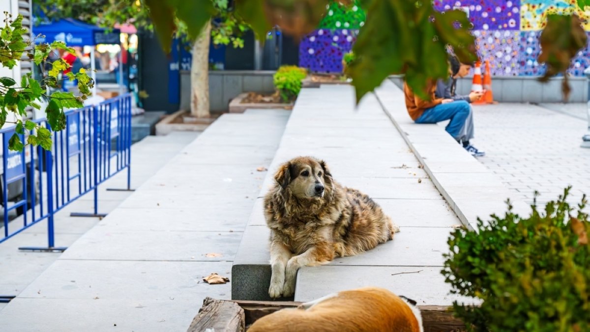 Istanbul bans feeding of street dogs to protect public health