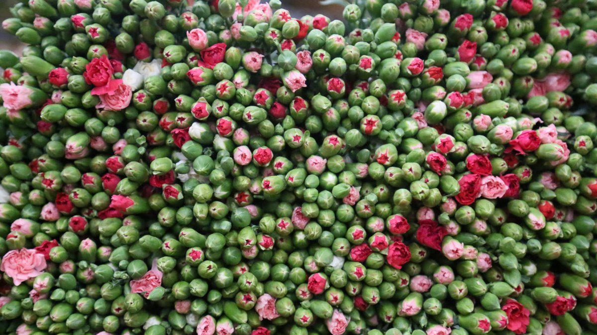 Turkish flower exports to Europe set to hit $12M this holiday season