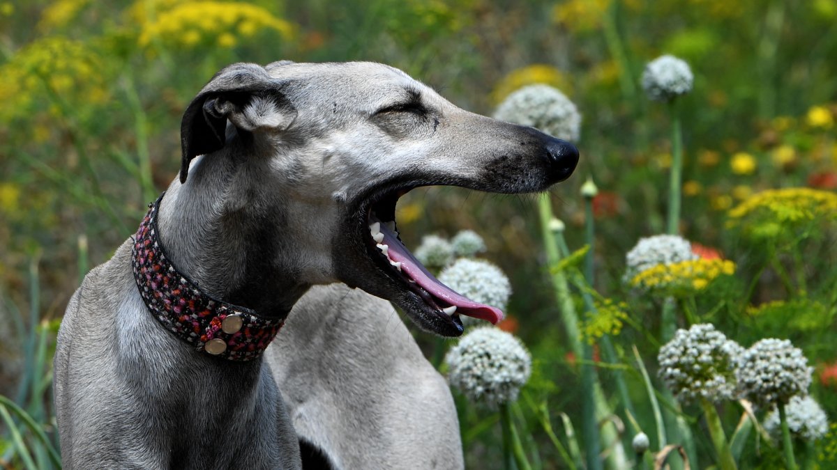 Scientists say most dogs have some wolf DNA - even chihuahuas