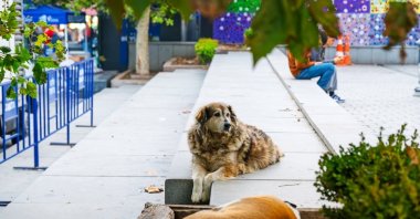 Stray dogs resting near a sidewalk, Istanbul, Türkiye, Oct. 10, 2025. (Shutterstock Photo)