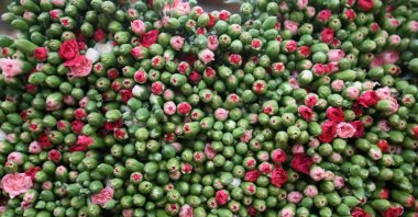 Carnations in Antalya, southern Türkiye, Nov. 24, 2025. (DHA Photo)