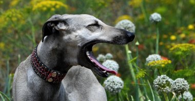 A Tunisian Sloughi hunting dog plays in a field in Cap Angela, in the Bizerte region, May 22, 2025. (AFP File Photo)