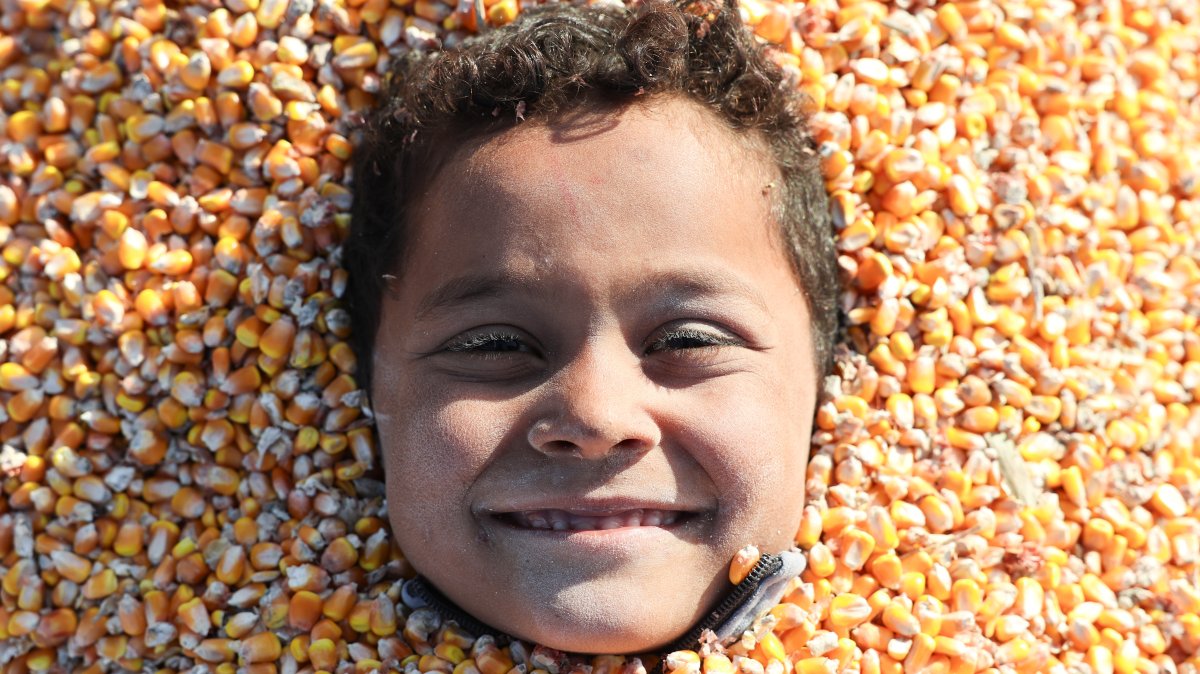 Tel Abyad farmers begin corn harvest amid recovery