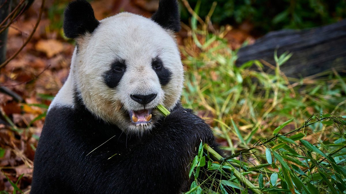 France bids emotional farewell to its star pandas