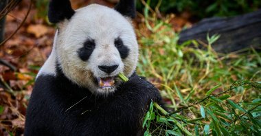 Male Panda Yuan Zi is lying in his internal enclosure before his last public snack at The Beauval Zoo, Saint-Aignan-sur-Cher, central France, Nov. 23, 2025. (AFP Photo)
