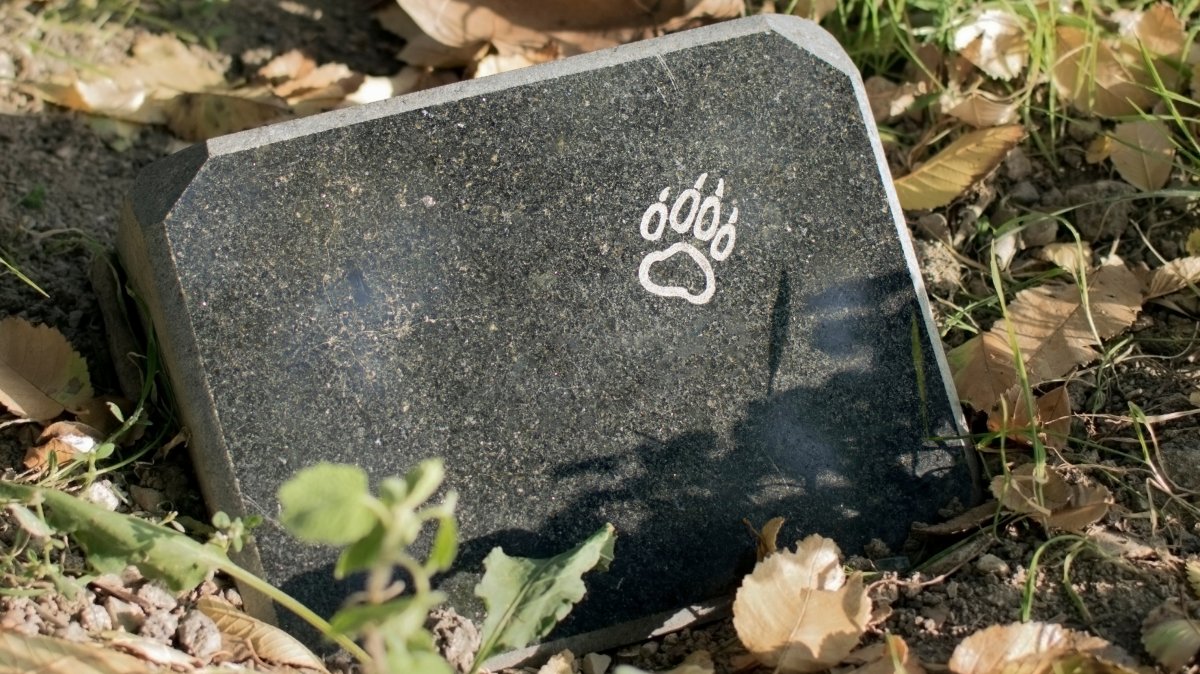 Pet cemeteries are booming in Türkiye’s big cities as owners struggle to find burial space. (Shutterstock Photo)