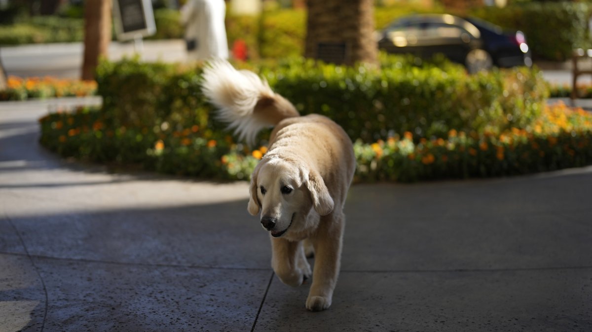 Ben, a 95-pound golden retriever belonging to Kirk Herbstreit, walks outside of a hotel, Las Vegas, U.S., Dec. 14, 2023. (AP Photo)