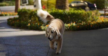 Ben, a 95-pound golden retriever belonging to Kirk Herbstreit, walks outside of a hotel, Las Vegas, U.S., Dec. 14, 2023. (AP Photo)