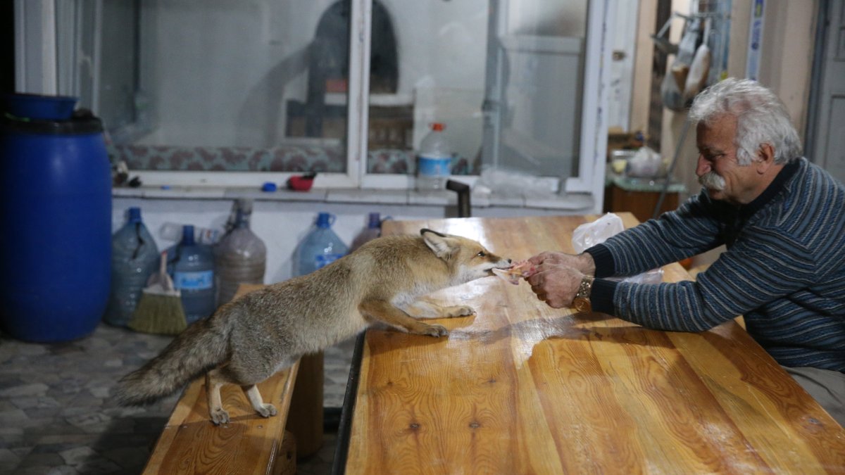 Aşur Koçak feeds “Merdo,” a local fox he has befriended, at a vineyard in Tokat, northern Türkiye, Nov. 27, 2025. (AA Photo)