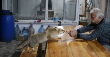 Aşur Koçak feeds “Merdo,” a local fox he has befriended, at a vineyard in Tokat, northern Türkiye, Nov. 27, 2025. (AA Photo)