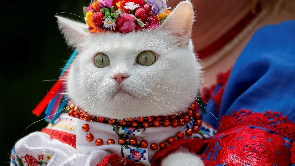 Cats conquered Europe during Roman times: Genome study