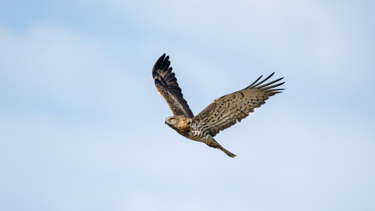 Bursa wetlands draw raptors, including rare eagles
