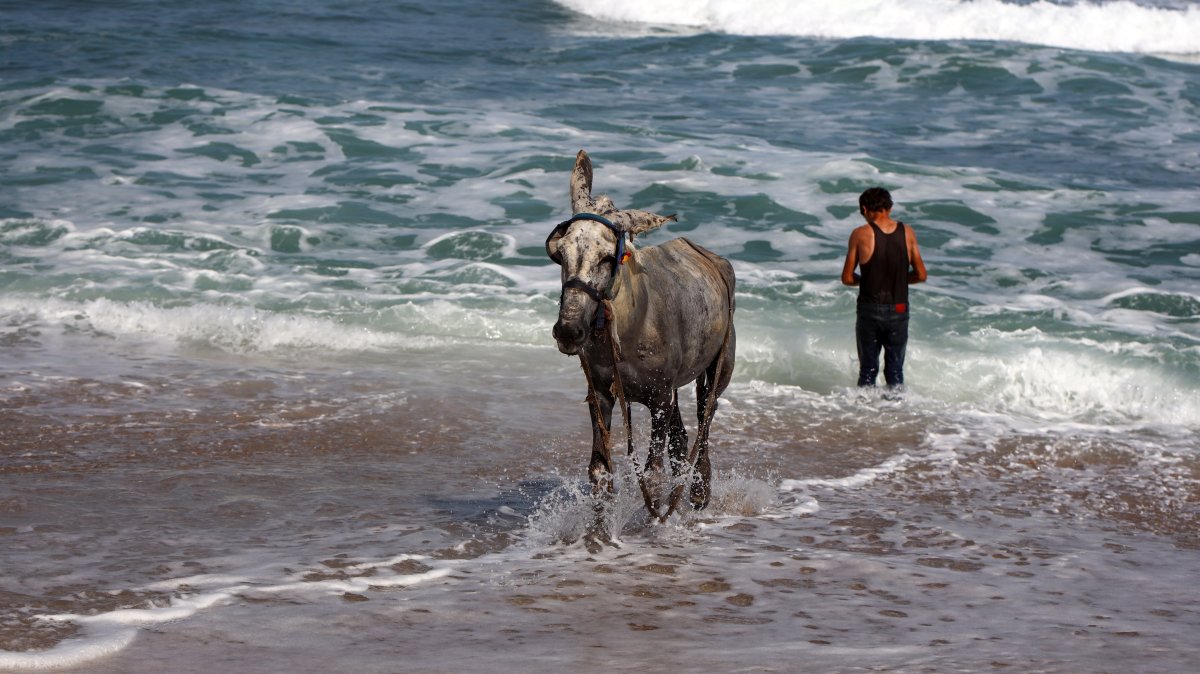 German evacuation of Gaza donkeys, not children, sparks criticism