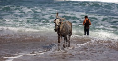 A donkey is seen on Gaza shores in Deir el-Balah, central Gaza Strip, Palestine, May 26, 2024. (Getty Images)