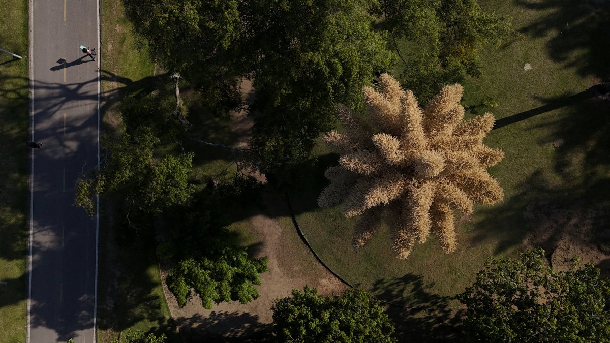 People walk next to a Talipot palm (Corypha umbraculifera), a species native to southern India and Sri Lanka, blooming for the first time in about 50 years and flowering only once in its lifetime, Aterro do Flamengo Park, Rio de Janeiro, Brazil, Nov. 28, 2025. (Reuters Photo)
