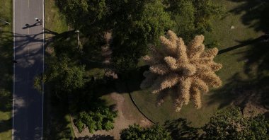 People walk next to a Talipot palm (Corypha umbraculifera), a species native to southern India and Sri Lanka, blooming for the first time in about 50 years and flowering only once in its lifetime, Aterro do Flamengo Park, Rio de Janeiro, Brazil, Nov. 28, 2025. (Reuters Photo)