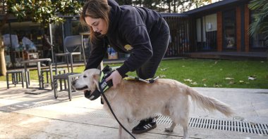 A guide dog undergoes professional training to master navigation and obstacle detection skills, Istanbul, Türkiye, Dec. 2, 2025. (AA Photo) 