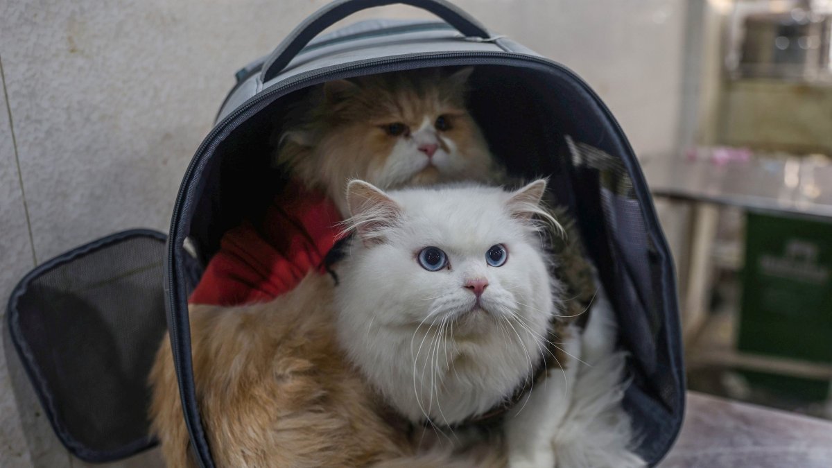 Sick pet cats wait for treatment at a veterinary hospital in Srinagar, the summer capital of Indian Kashmir, Nov. 8, 2025. (EPA Photo)