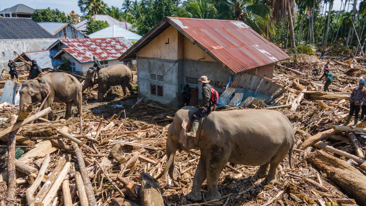 Members of Indonesia&#039;s Mobile Brigade Corps deploying Sumatran elephants to help clear tree debris following flash floods, Aceh province, Indonesia, Dec. 8, 2025. (AFP Photo)
