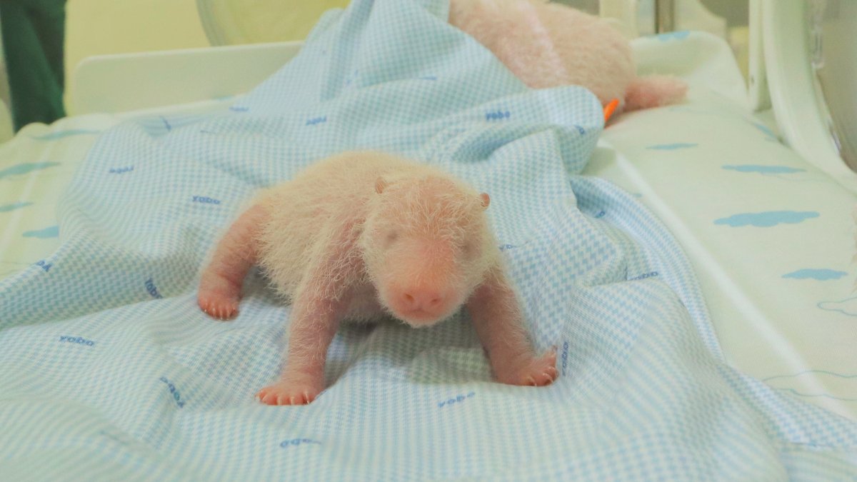 A newly born giant panda cub named Satrio Wiratama is seen inside an incubator, Cisarua, West Java, Indonesia, Dec. 7, 2025. (Indonesia Safari Park Handout via AP Photo)