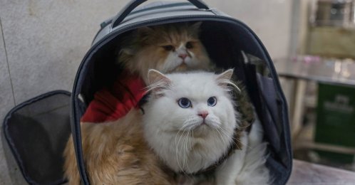 Sick pet cats wait for treatment at a veterinary hospital in Srinagar, the summer capital of Indian Kashmir, Nov. 8, 2025. (EPA Photo)