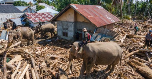 Members of Indonesia&#039;s Mobile Brigade Corps deploying Sumatran elephants to help clear tree debris following flash floods, Aceh province, Indonesia, Dec. 8, 2025. (AFP Photo)
