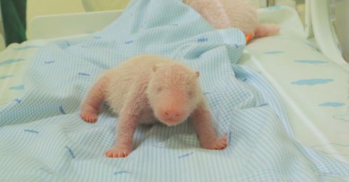 A newly born giant panda cub named Satrio Wiratama is seen inside an incubator, Cisarua, West Java, Indonesia, Dec. 7, 2025. (Indonesia Safari Park Handout via AP Photo)