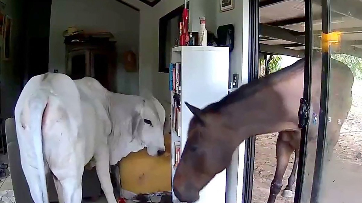 This frame grab taken from video footage provided by Andrew Mackay shows a bull and a horse inside the Australian MP&#039;s house, Darwin, Australia, Dec. 10, 2025. (AFP Photo)