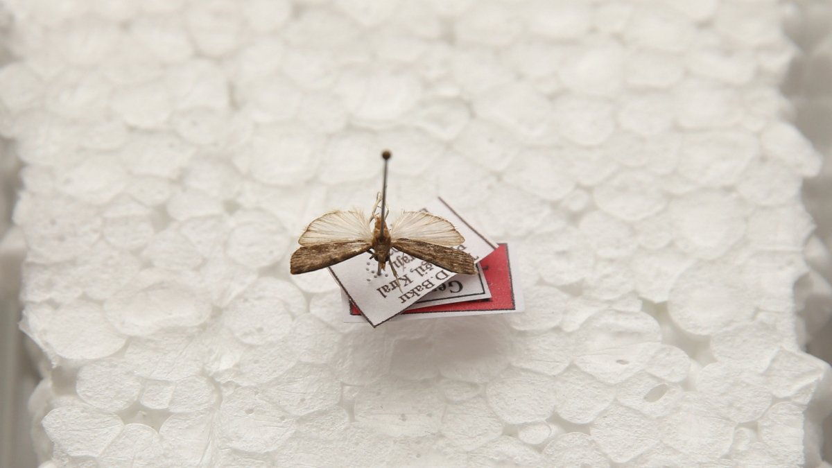 A close-up of the newly identified Tephris yildizae moth showcasing its wing texture and distinct long-snouted morphology, Diyarbakır, Türkiye, Nov. 24, 2025. (AA Photo)