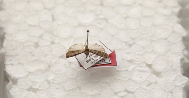 A close-up of the newly identified Tephris yildizae moth showcasing its wing texture and distinct long-snouted morphology, Diyarbakır, Türkiye, Nov. 24, 2025. (AA Photo)