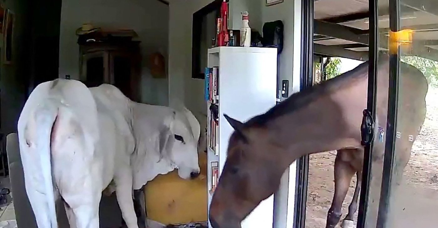 This frame grab taken from video footage provided by Andrew Mackay shows a bull and a horse inside the Australian MP&#039;s house, Darwin, Australia, Dec. 10, 2025. (AFP Photo)
