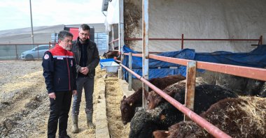 Agriculture and Forestry Minister Ibrahim Yumaklı inspects breeding cattle distributed under the livestock support program, Ankara, Türkiye, Dec. 11, 2025. (AA Photo)