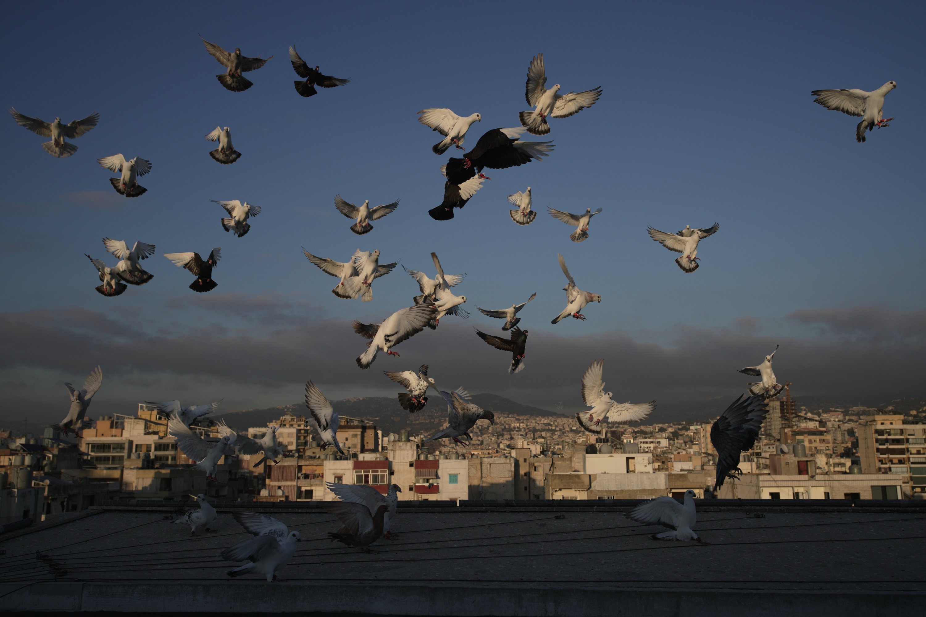 Pigeons fly above the rooftop of Loubna Hamdans, who leaves out food, in Chiyah, southern suburbs of Beirut, Lebanon, July 8, 2025. (AP Photo)