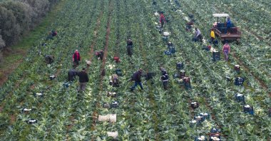 Producers grow winter vegetables using long-shelf-life local seedlings, Izmir, Türkiye, Dec. 4, 2025. (AA Photo)