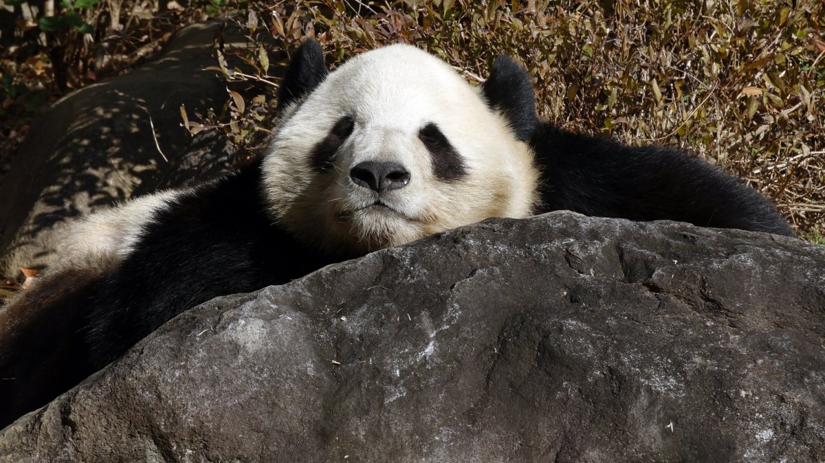 Japan’s panda era ends as last 2 giants depart for China