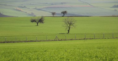 Damage is observed in cereal fields due to the cereal leaf beetle, which has spread as a result of climate change, Konya, Türkiye, Dec. 15, 2025. (AA Photo)