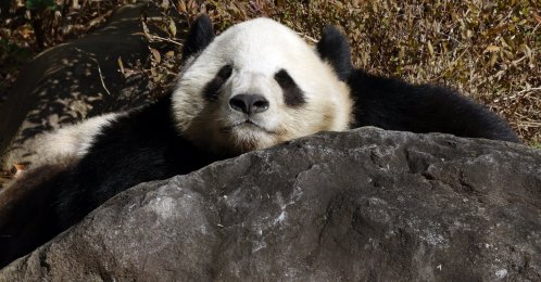 Giant panda Xiao Xiao lies on a rock at Ueno Zoological Gardens, Tokyo, Japan, Dec. 16, 2025. (EPA Photo)