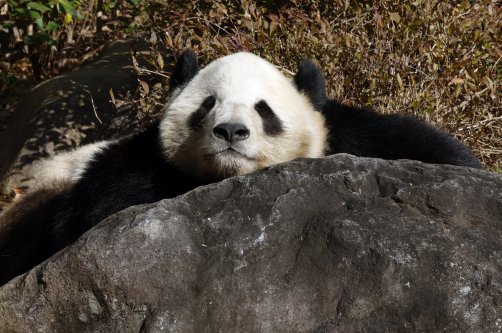 Giant panda Xiao Xiao lies on a rock at Ueno Zoological Gardens, Tokyo, Japan, Dec. 16, 2025. (EPA Photo)