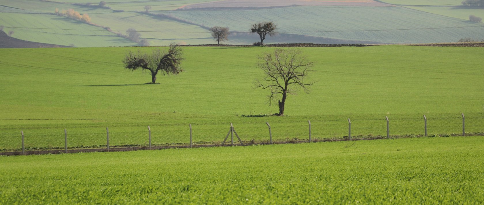 Damage is observed in cereal fields due to the cereal leaf beetle, which has spread as a result of climate change, Konya, Türkiye, Dec. 15, 2025. (AA Photo)