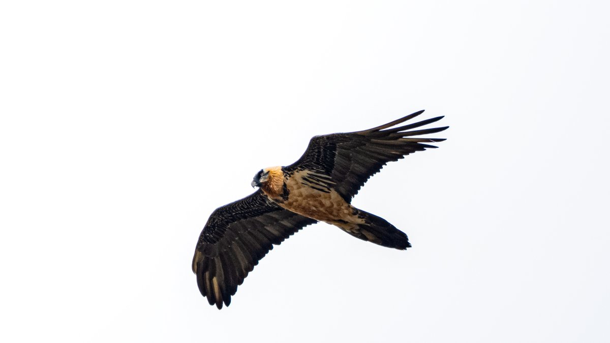 Despite harsh winters, biodiversity endures on Türkiye’s Mount Ovit