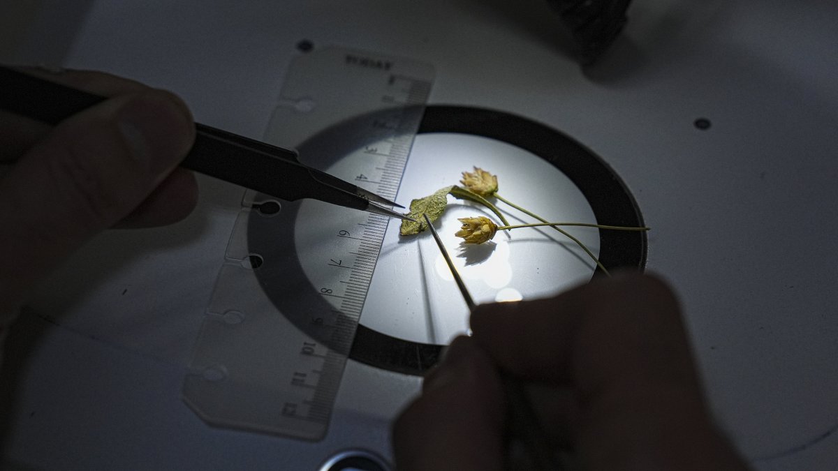 Rıfat Özdemir displays a newly identified Cephalaria species, known locally as “pelemir,” which he discovered during a hike in Muğla, southwestern Türkiye, Dec. 17, 2025. (AA Photo)