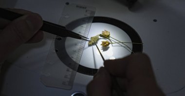 Rıfat Özdemir displays a newly identified Cephalaria species, known locally as “pelemir,” which he discovered during a hike in Muğla, southwestern Türkiye, Dec. 17, 2025. (AA Photo)