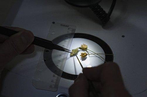 Rıfat Özdemir displays a newly identified Cephalaria species, known locally as “pelemir,” which he discovered during a hike in Muğla, southwestern Türkiye, Dec. 17, 2025. (AA Photo)