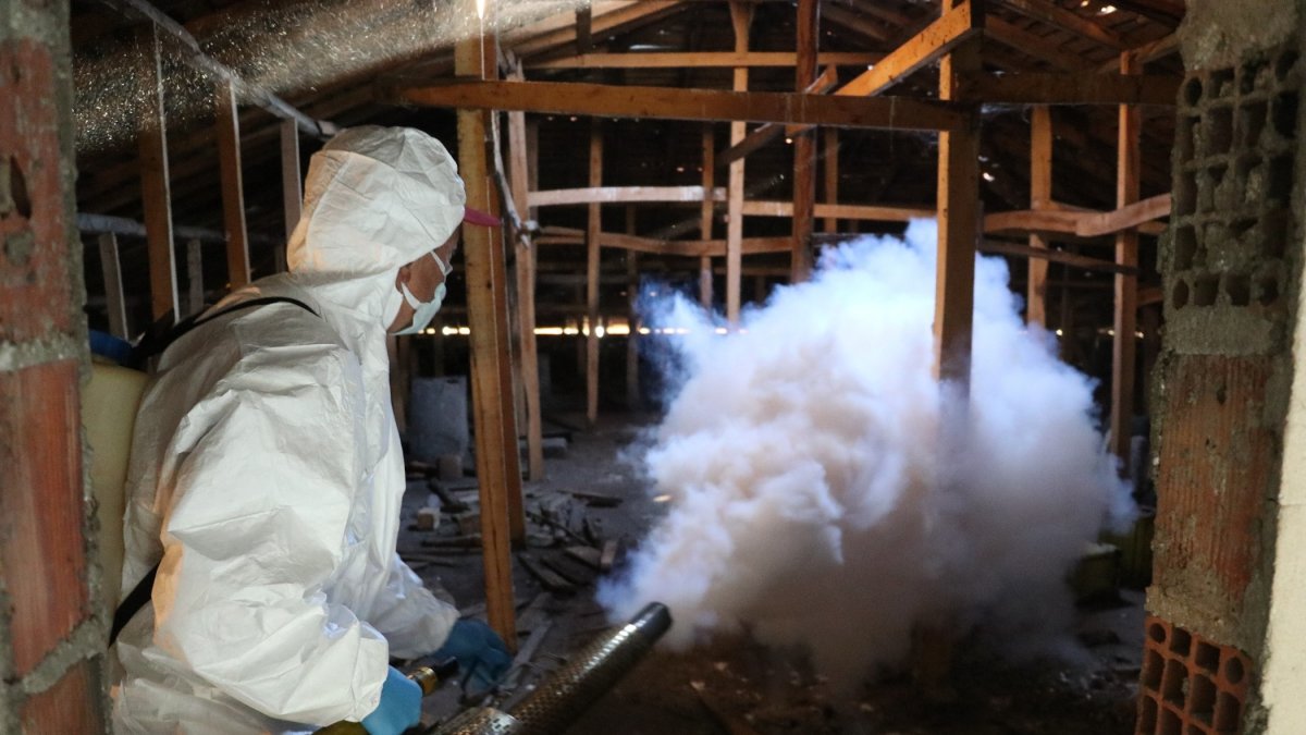 Control teams spray licensed biocidal products during winter shelter operations against the brown marmorated stink bug, Samsun, Türkiye, Dec. 19, 2025. (IHA Photo)