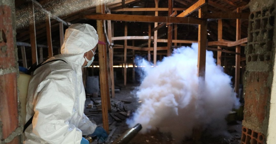 Control teams spray licensed biocidal products during winter shelter operations against the brown marmorated stink bug, Samsun, Türkiye, Dec. 19, 2025. (IHA Photo)