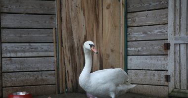 The injured swan recovers after treatment at the municipal veterinary clinic in the Kızılırmak Delta, Samsun, Türkiye, Dec. 22, 2025. (AA Photo) 