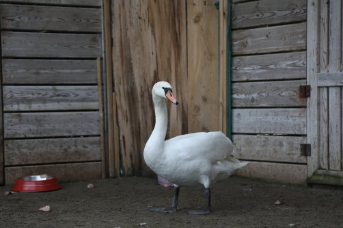 The injured swan recovers after treatment at the municipal veterinary clinic in the Kızılırmak Delta, Samsun, Türkiye, Dec. 22, 2025. (AA Photo) 