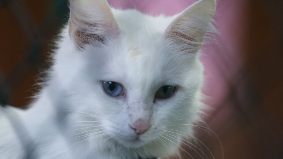 A Van cat with one turquoise eye and one amber eye at the Van Cat Research and Application Center, Van,Türkiye, Oct. 21, 2025. (AA Photo) 