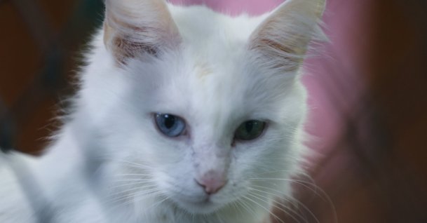 A Van cat with one turquoise eye and one amber eye at the Van Cat Research and Application Center, Van,Türkiye, Oct. 21, 2025. (AA Photo) 
