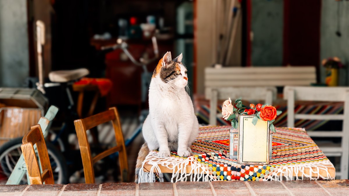A cat sits on a table at a cafe in Istanbul, Türkiye, March 6, 2025. (Getty Images Photo)